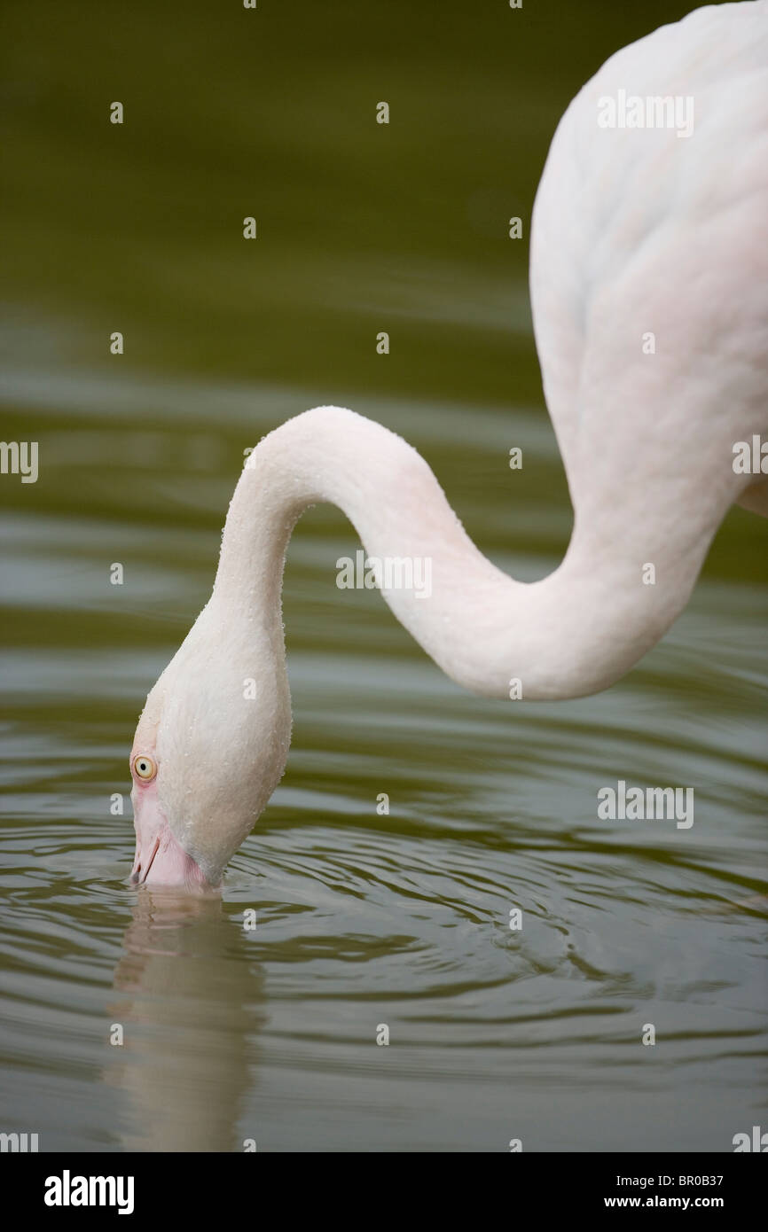 Fenicottero maggiore (Phoenicopterus roseus). Filtro alimentazione dalla superficie dell'acqua. Foto Stock