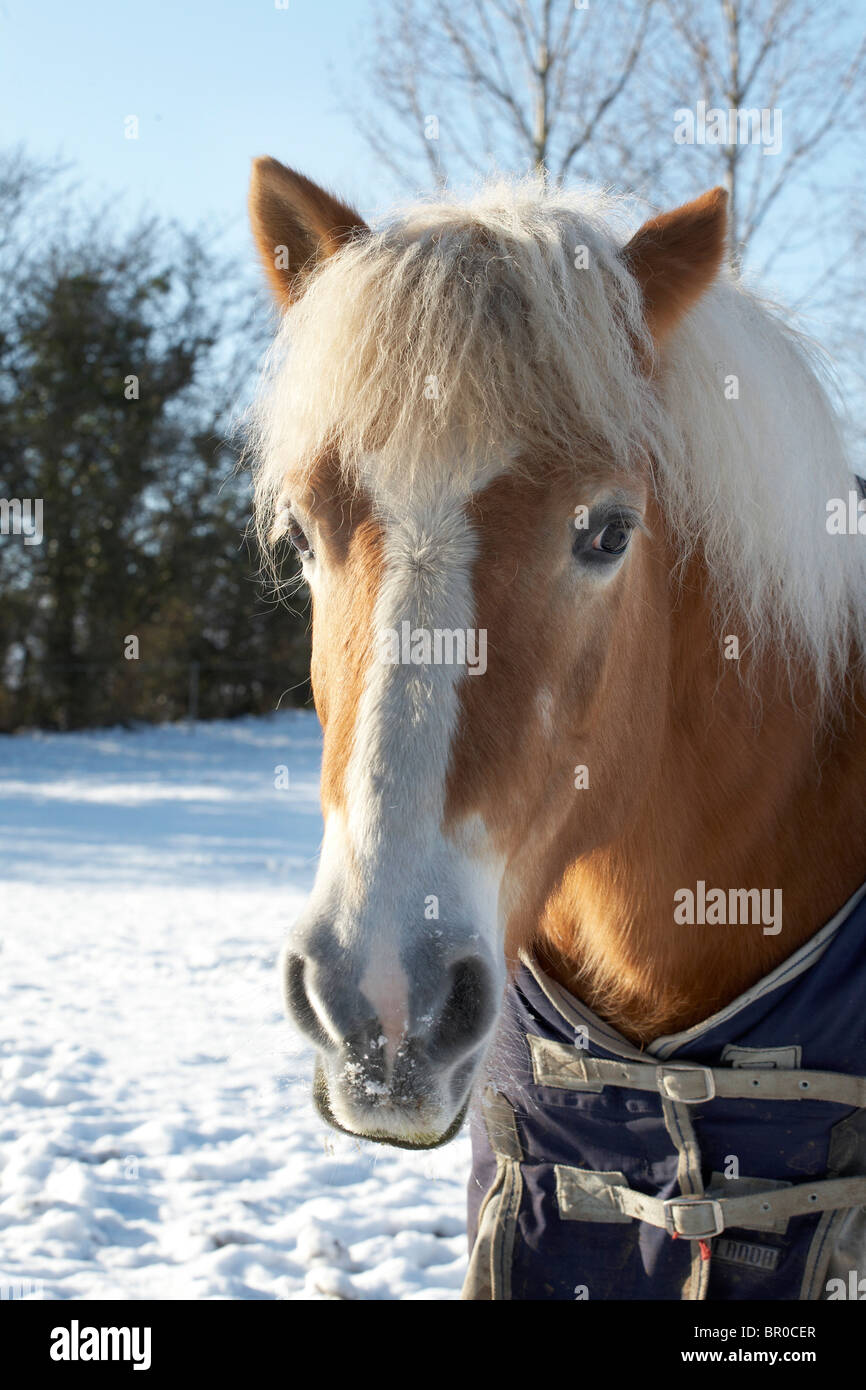 Cavalli di Razza Haflinger ritratto Foto Stock
