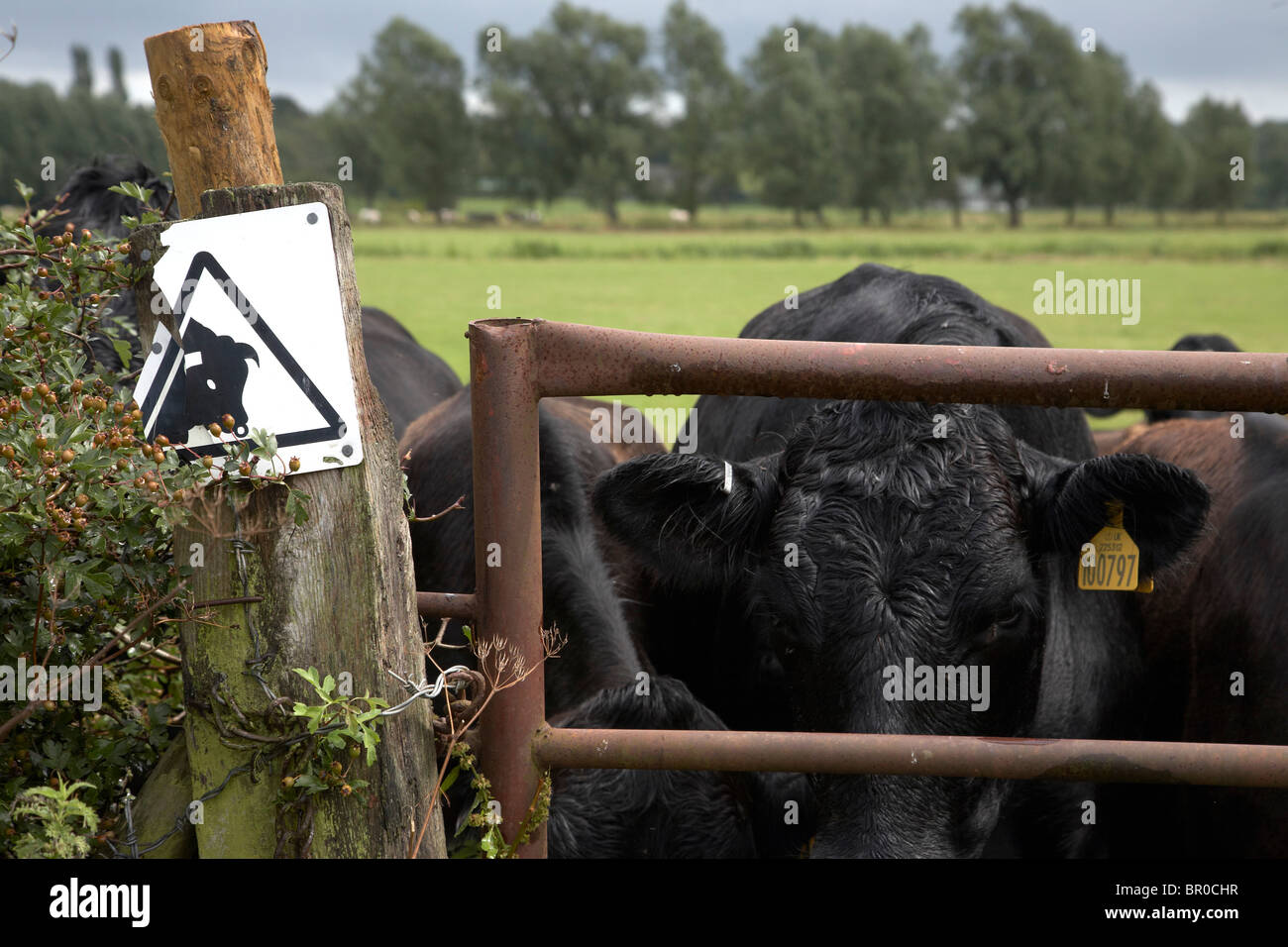 Bovini dietro il cancello con 'attenzione del Bull' firmare Foto Stock