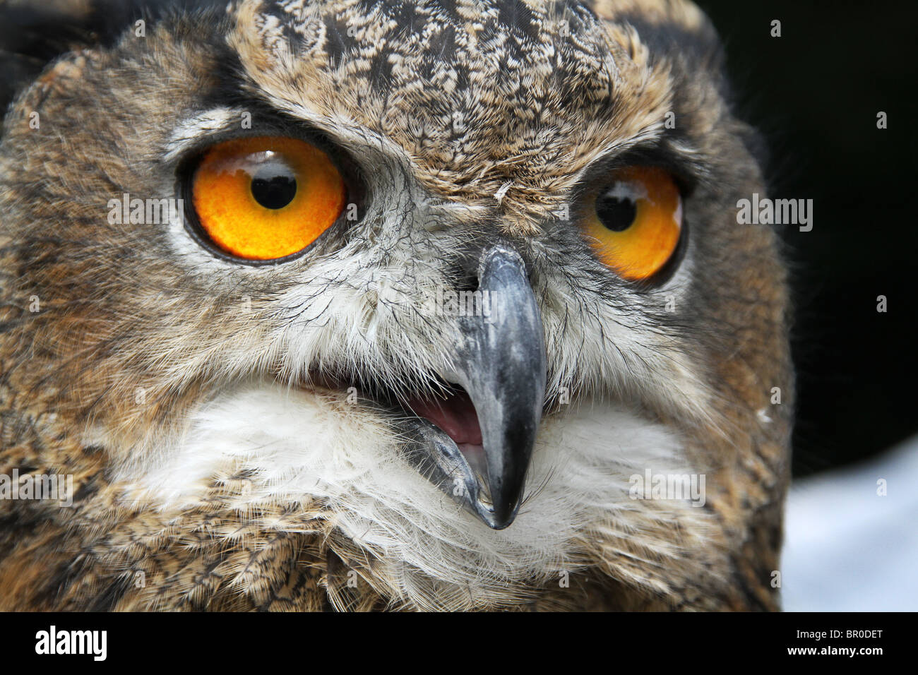 Chiudi immagine del viso e gli occhi della comunità il gufo reale. Foto Stock