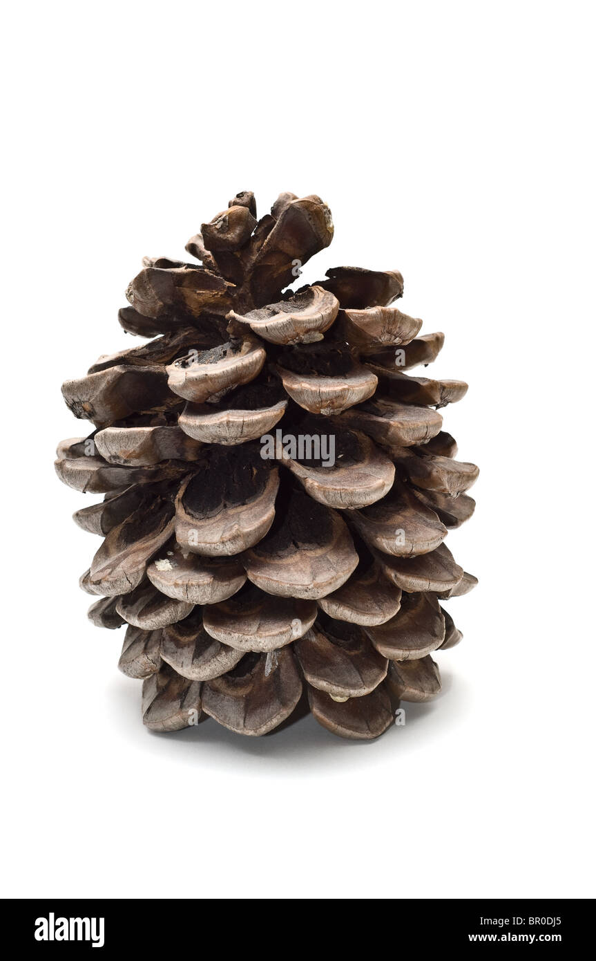 Grasso vecchio pigna Foto Stock