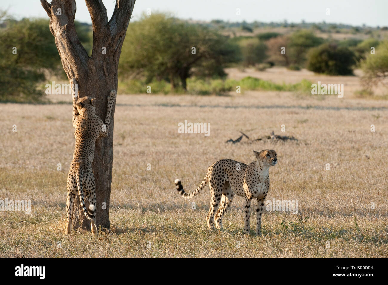 Ghepardi profumo-marcatura (Acinonyx jubatus), Riserva di Mashatu, tuli block, Botswana Foto Stock