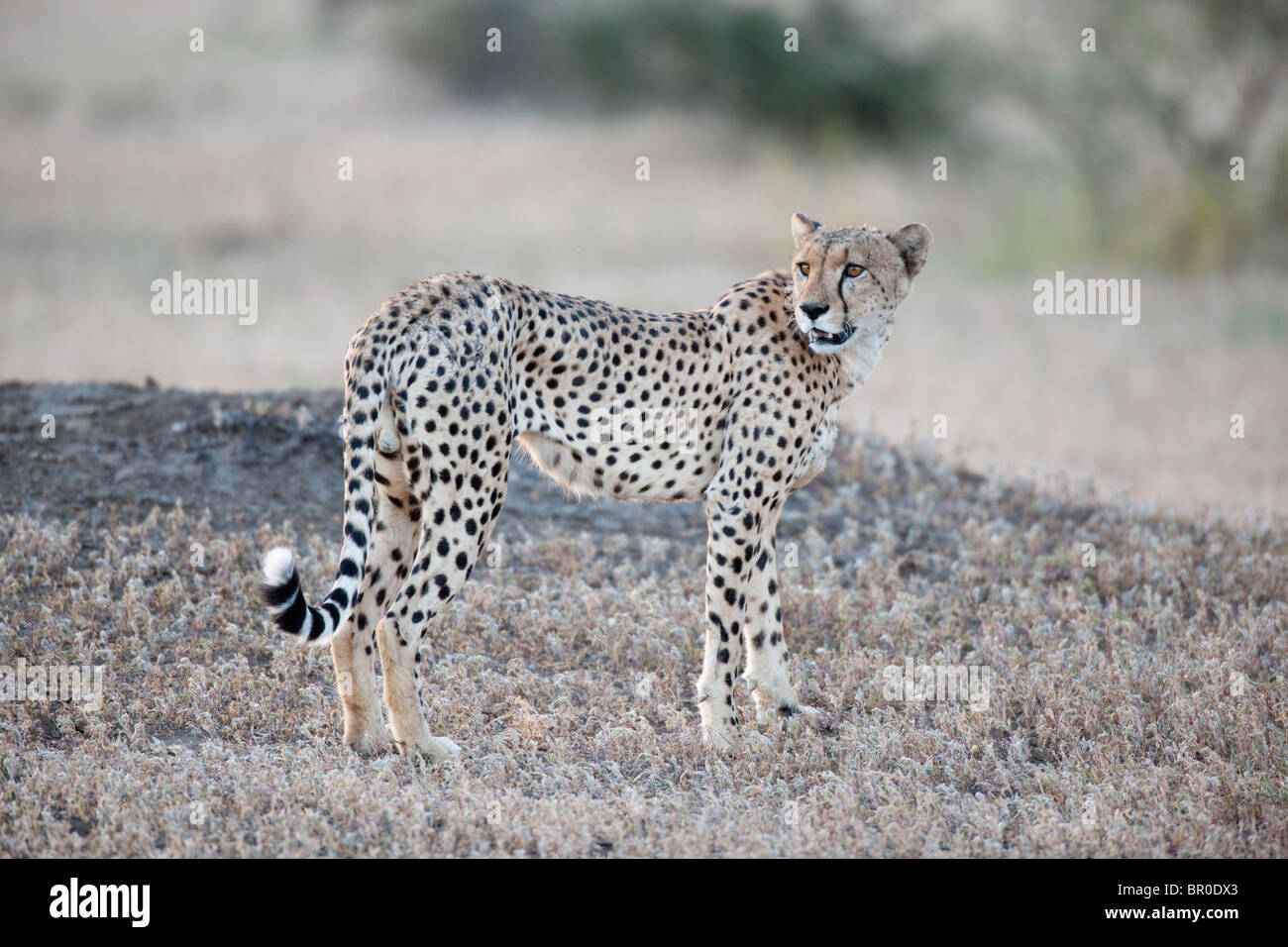 Ghepardo (Acinonyx jubatus), Riserva di Mashatu, tuli block, Botswana Foto Stock