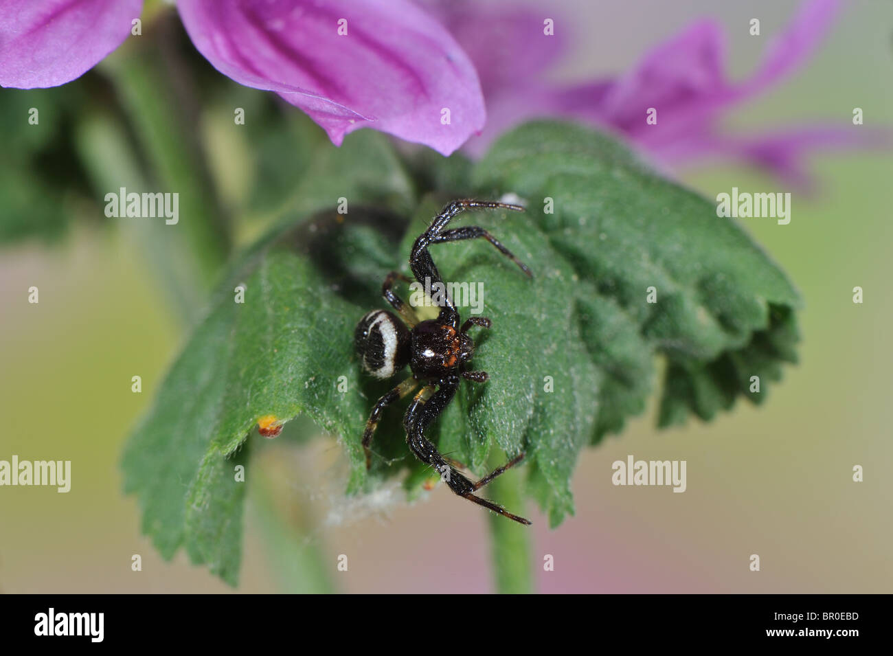 Napoleone ragno granchio (Synaema globosum - Synema globosum) maschio sul fiore a primavera - Vaucluse - Provence - France Foto Stock