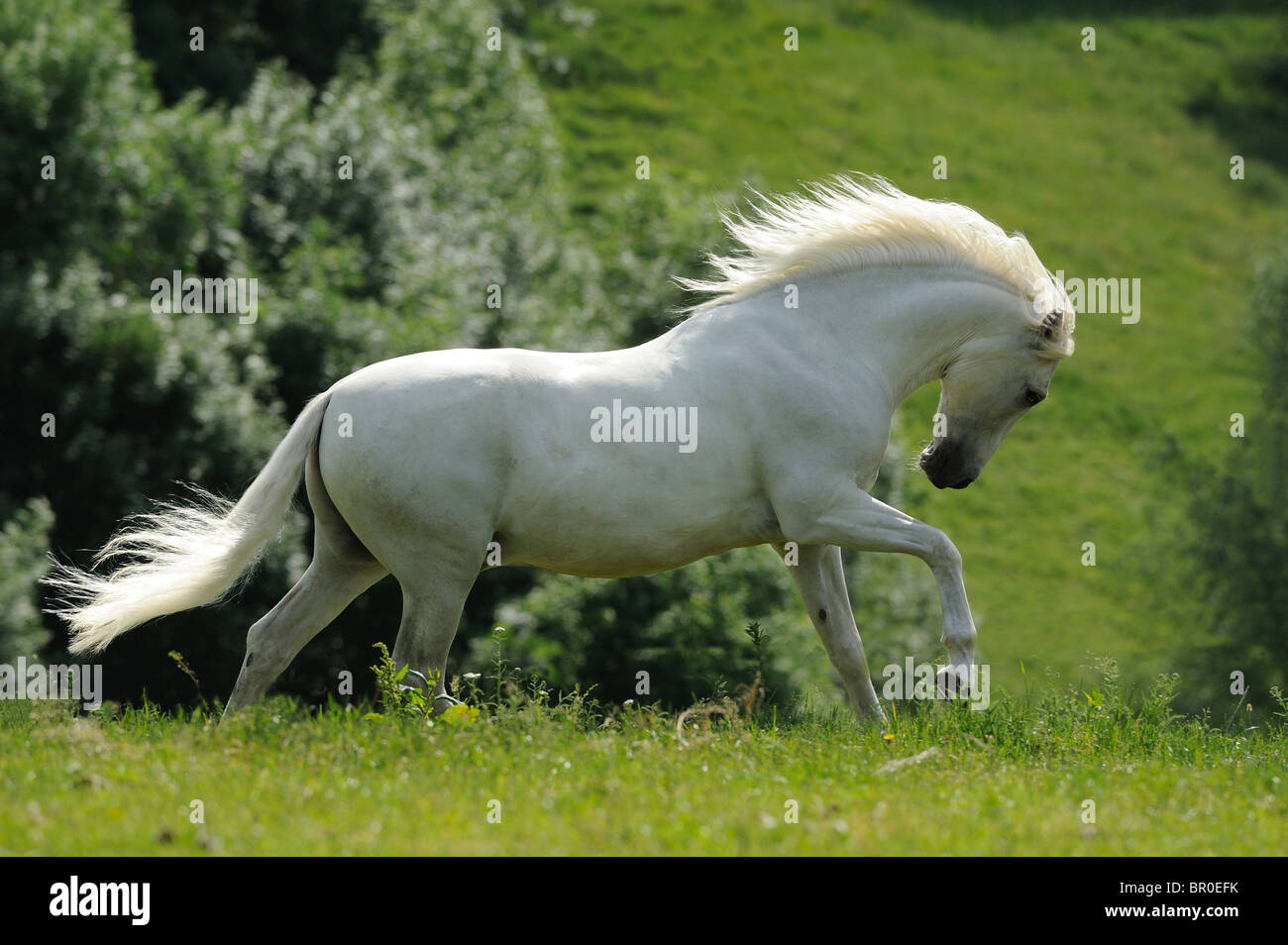 Cavallo andaluso (Equus caballus ferus). Grigio castrazione al galoppo su un prato. Foto Stock