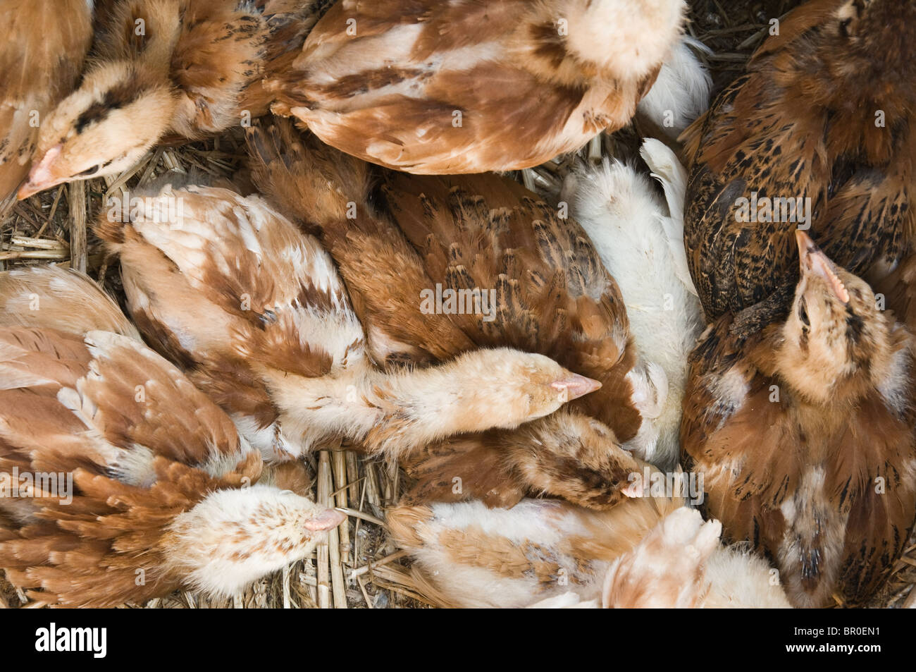 I giovani di pollo di appoggio del gruppo Foto Stock