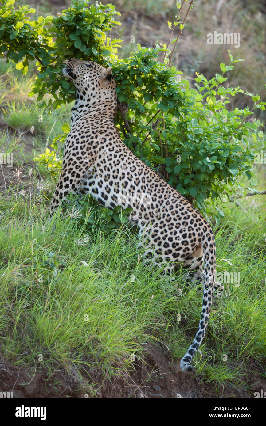 Profumo di Leopard segnando il suo territorio (Panthera pardus), Riserva di Mashatu, tuli block, Botswana Foto Stock