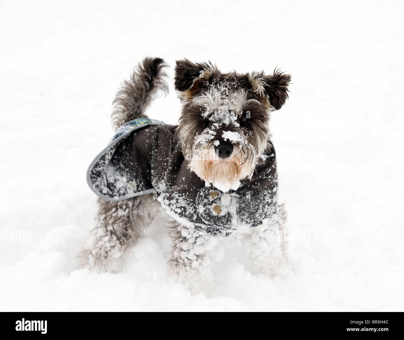 Miniatura schnauzer cane in giacca nella neve Foto Stock