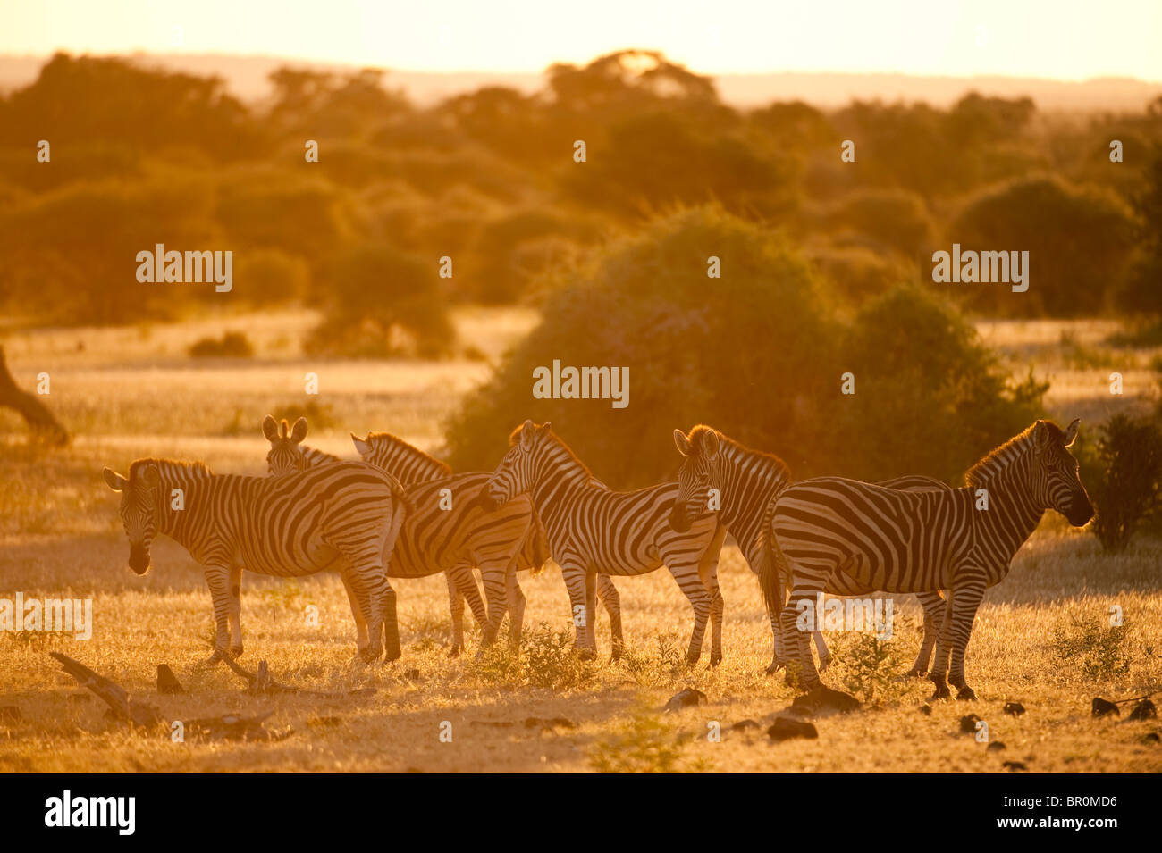 La Burchell zebra al tramonto (Equus burchellii), Riserva di Mashatu, tuli block, Botswana Foto Stock