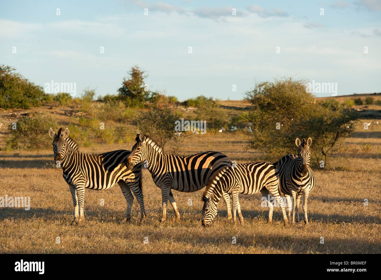 La Burchell zebra (Equus burchellii), Riserva di Mashatu, tuli block, Botswana Foto Stock
