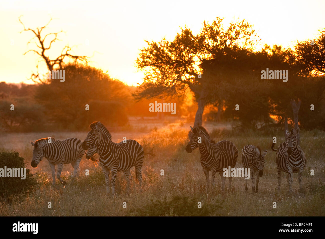 La Burchell zebra al tramonto (Equus burchellii), Riserva di Mashatu, tuli block, Botswana Foto Stock