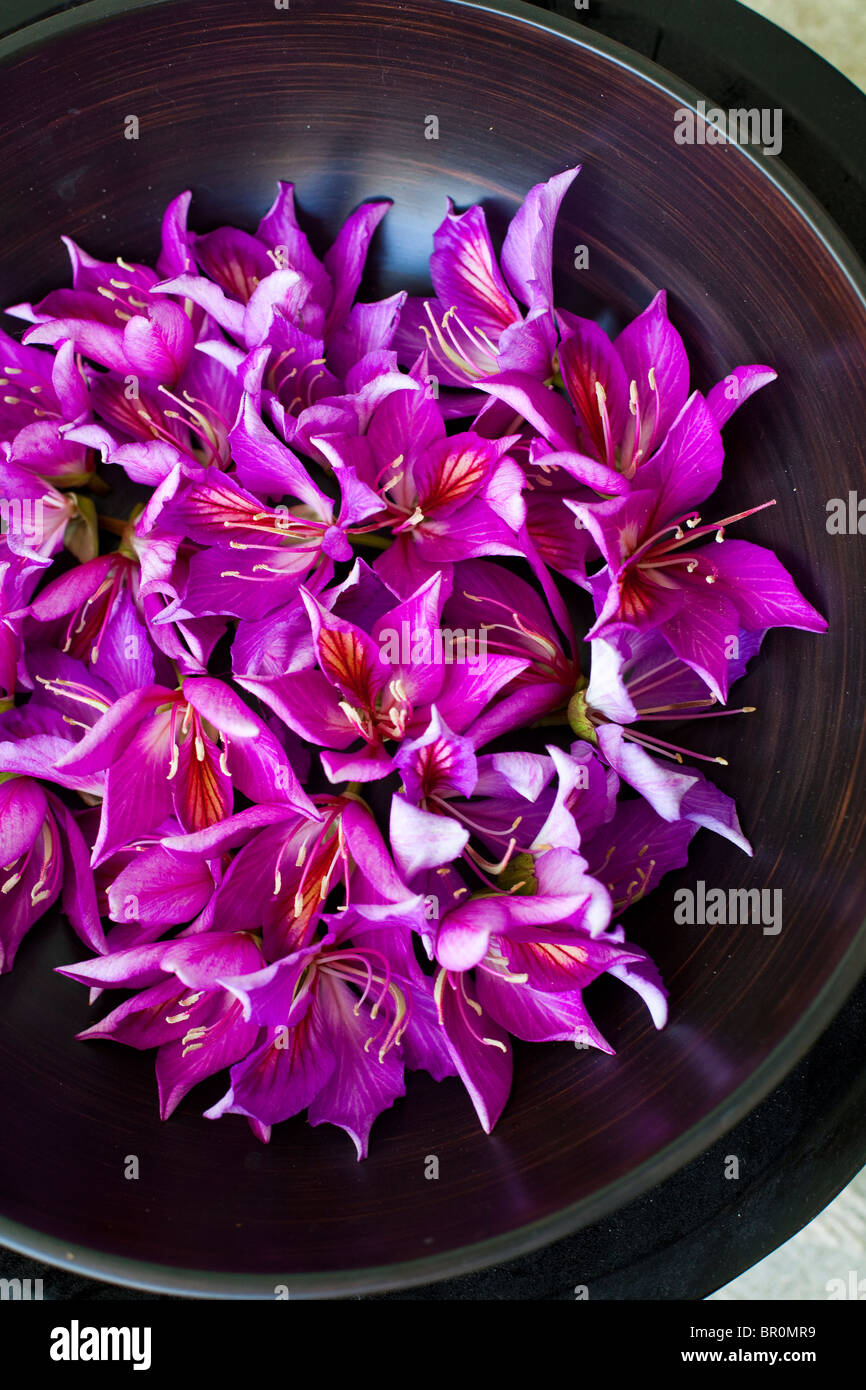 Viola Hong Kong Orchid fiori in un vaso di bambù Foto Stock