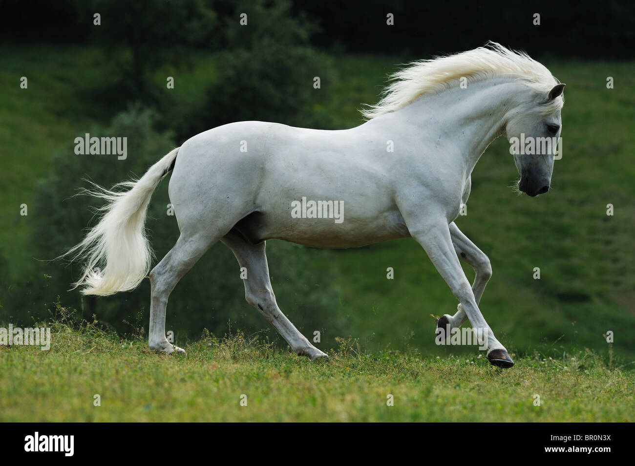 Cavallo andaluso (Equus caballus ferus). Grigio castrazione al galoppo su un prato. Foto Stock