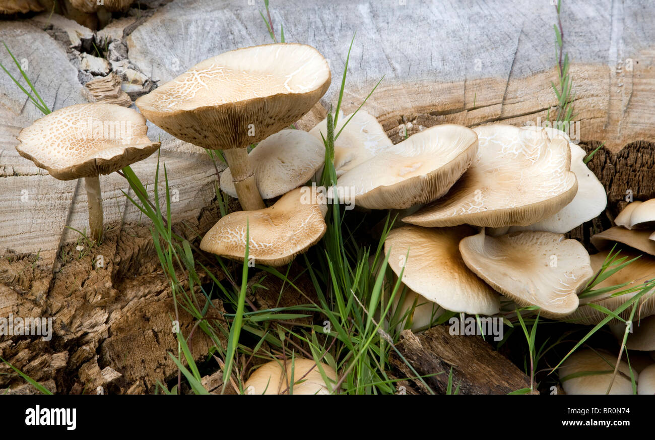 I funghi che crescono in bosco Foto Stock