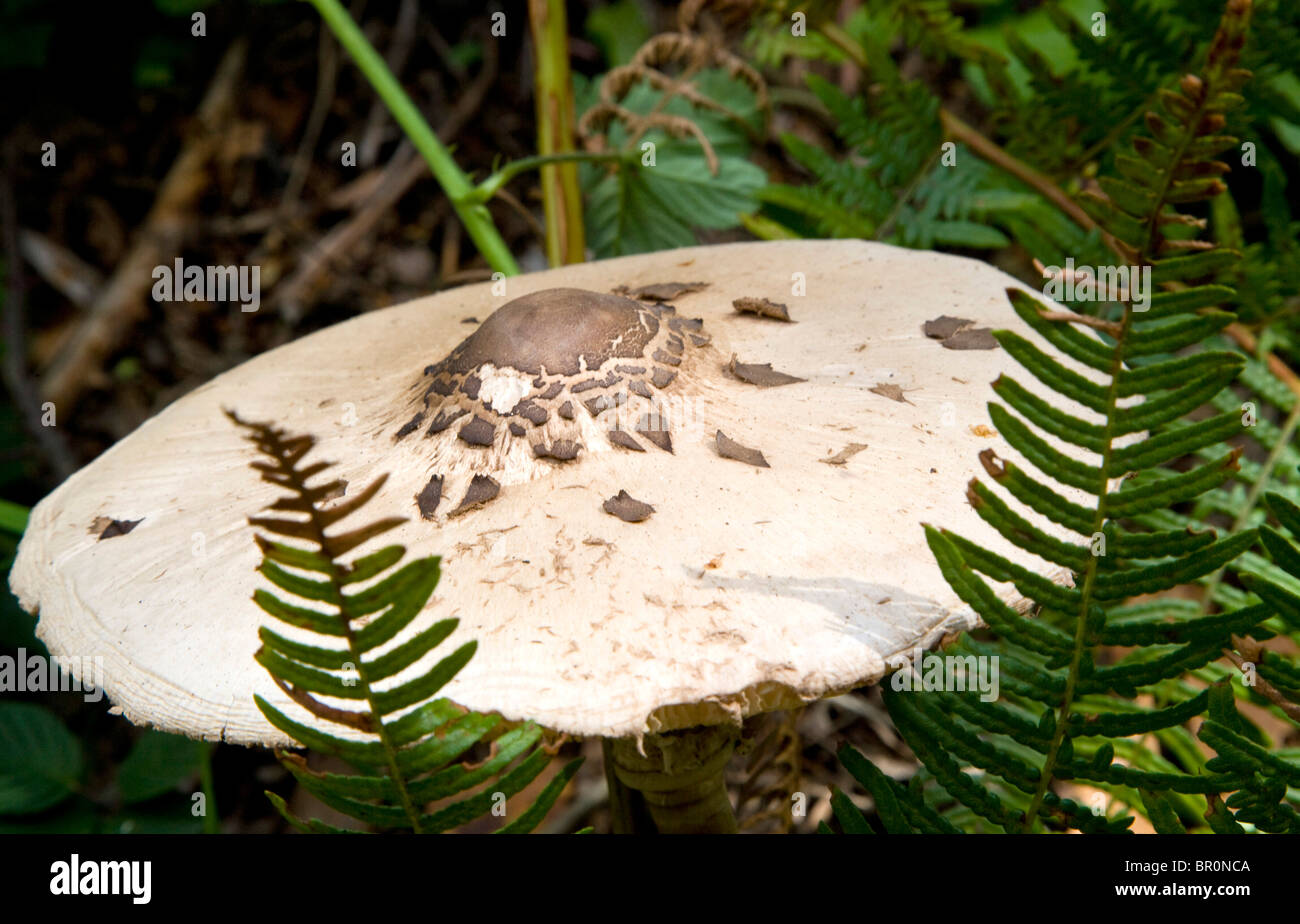 I funghi che crescono in bosco Foto Stock