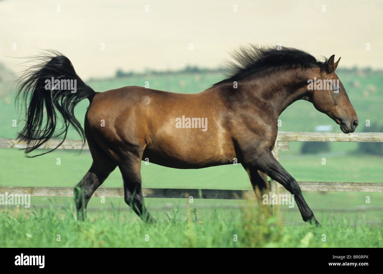 Hanoverian Cavallo (Equus caballus ferus) al galoppo su un prato. Foto Stock