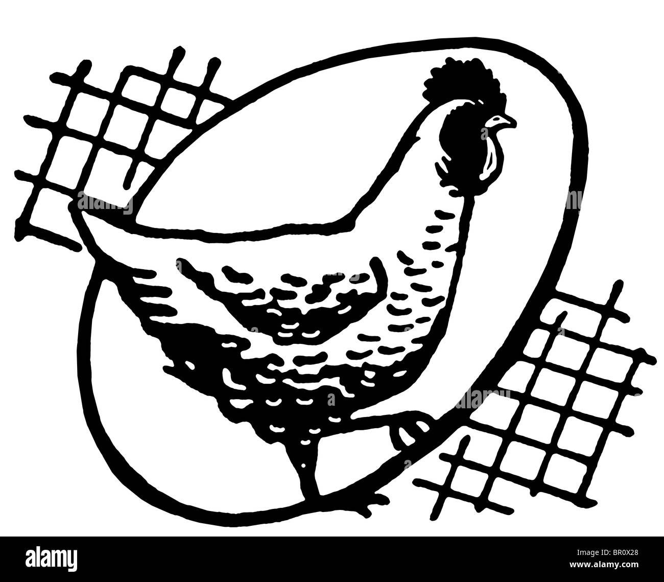 Una versione in bianco e nero di una gallina con un uovo profilarsi dietro Foto Stock