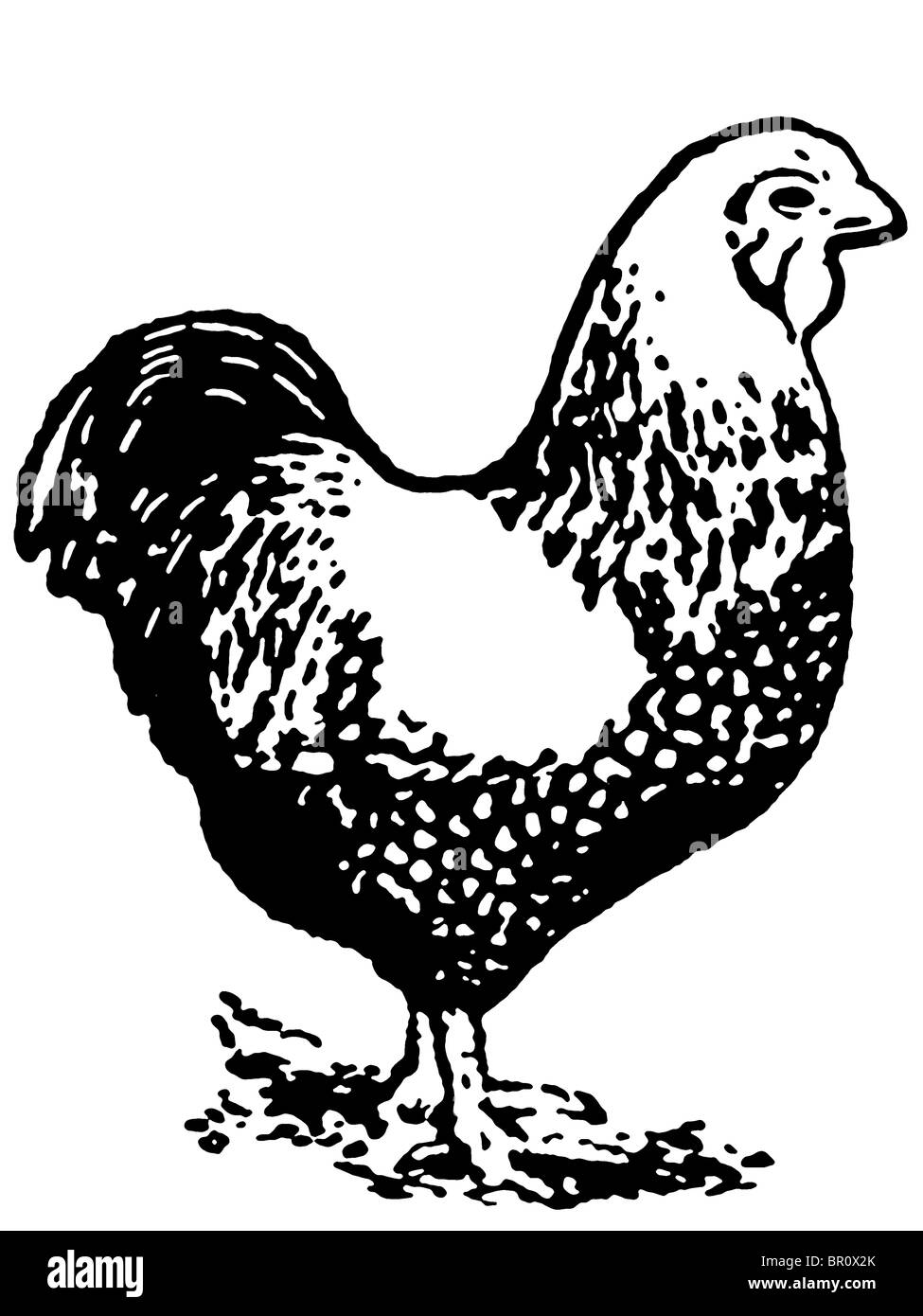 Una versione in bianco e nero di un'illustrazione di una gallina Foto Stock