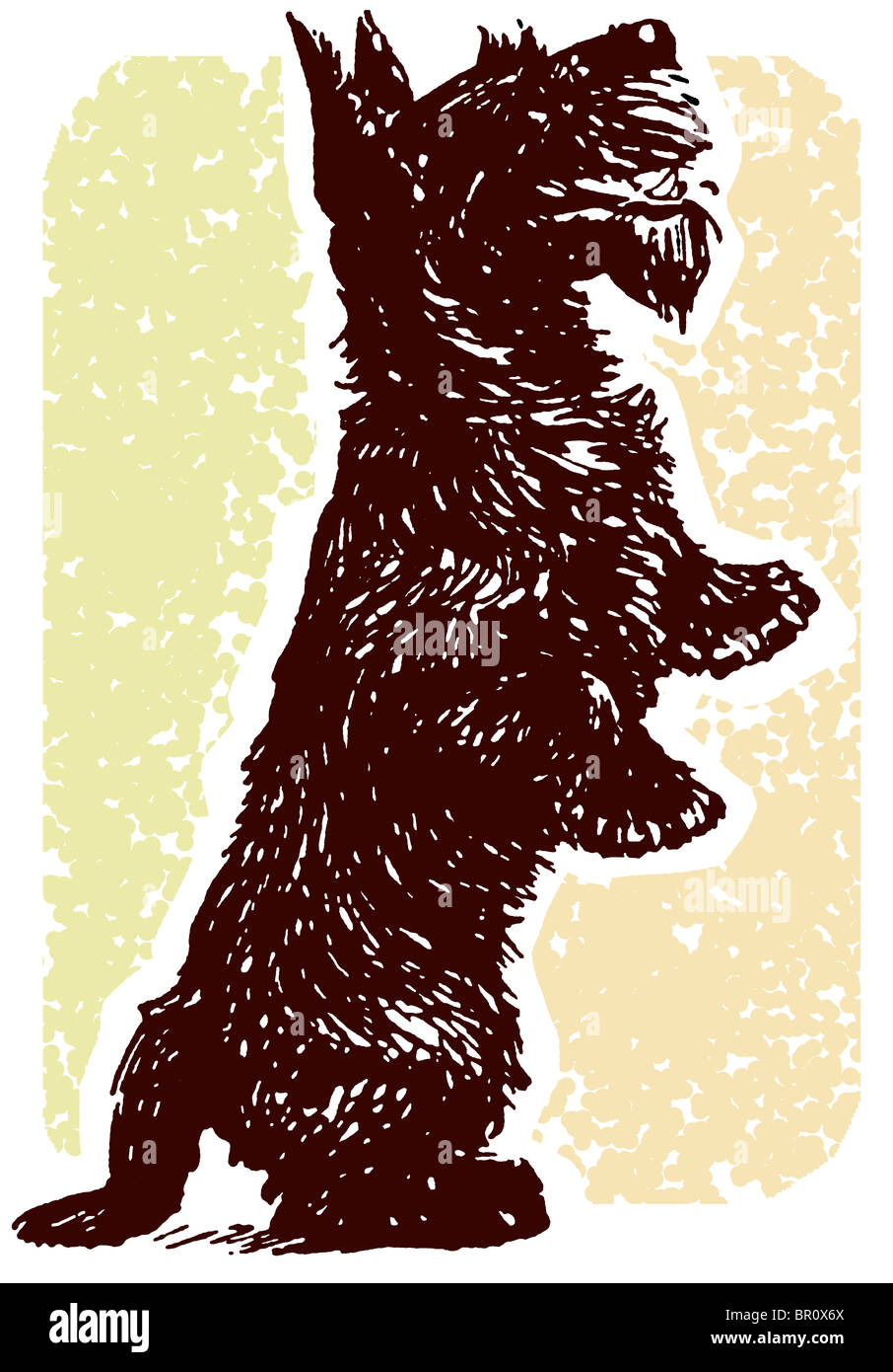 Un nero Scottish Terrier in piedi sulle zampe posteriori Foto Stock