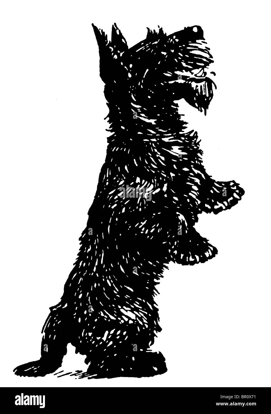 Una versione in bianco e nero di un nero Scottish Terrier in piedi sulle zampe posteriori Foto Stock