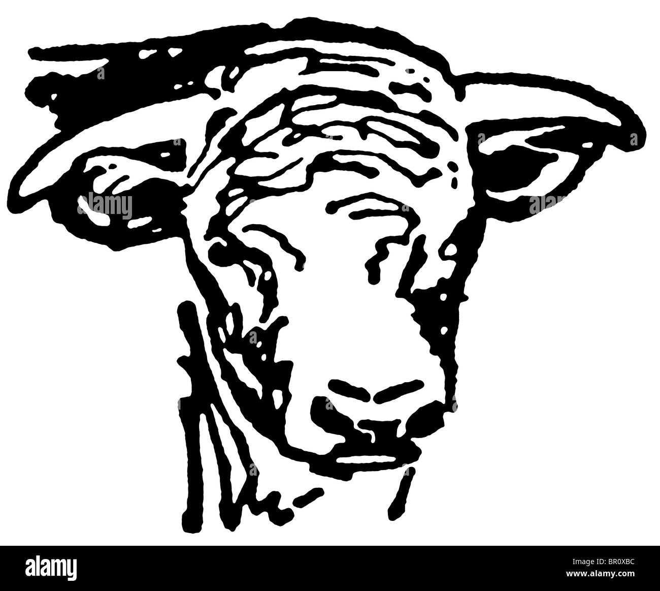 Una versione in bianco e nero di un ritratto di un vecchio bull Foto Stock