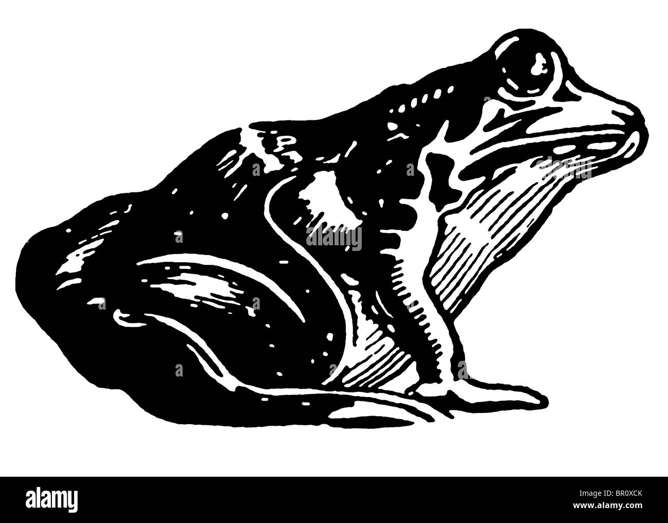 Una versione in bianco e nero di un'illustrazione di un rospo Foto Stock