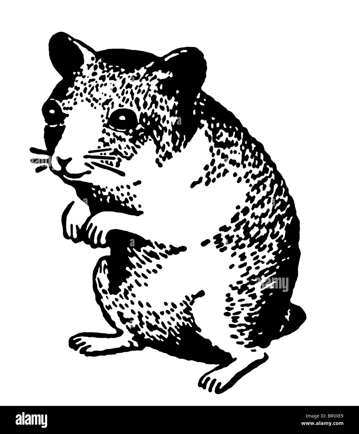 Una versione in bianco e nero di un'illustrazione di un criceto in piedi sulle zampe posteriori Foto Stock