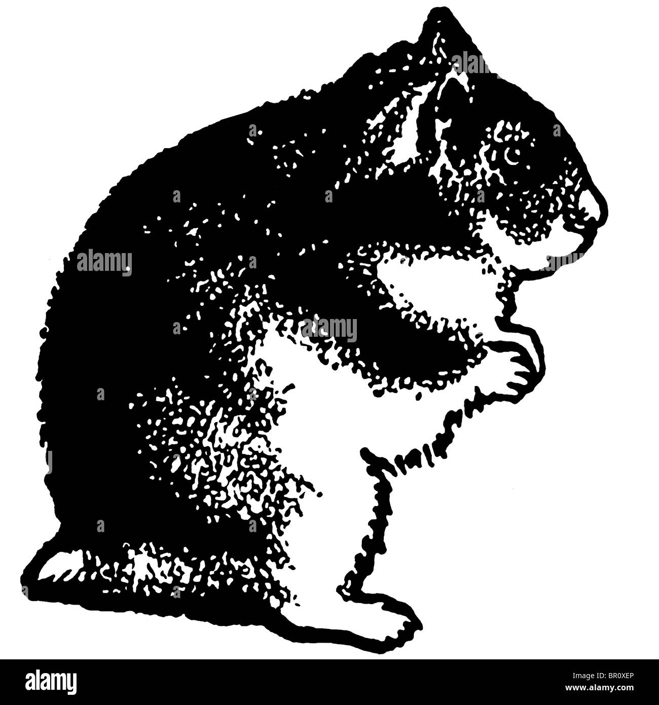 Una versione in bianco e nero di un'illustrazione di un criceto in piedi sulle zampe posteriori Foto Stock