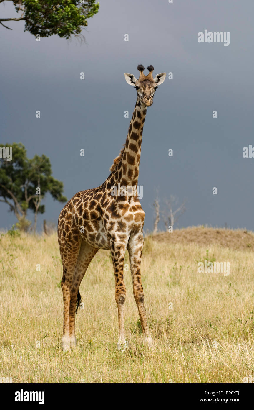 Maasai giraffe (Giraffa camelopardalis tippelskirchi), il Parco Nazionale del Serengeti, Tanzania Foto Stock