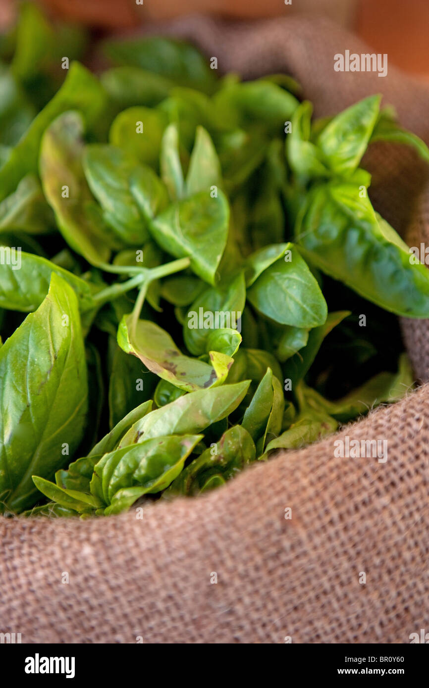 Fresco di basilico organico in un sacco di tela, ingrediente erbe closeup Foto Stock
