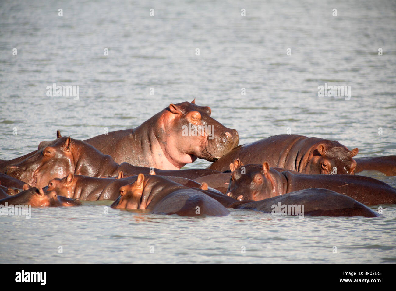 Ippopotamo (Hippopotamus amphibius) immersi nell'acqua, Riserva Selous, Tanzania Foto Stock