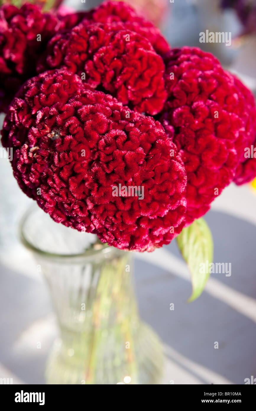 Primo piano della cresta di gallo rosso fiore in un vaso Foto Stock