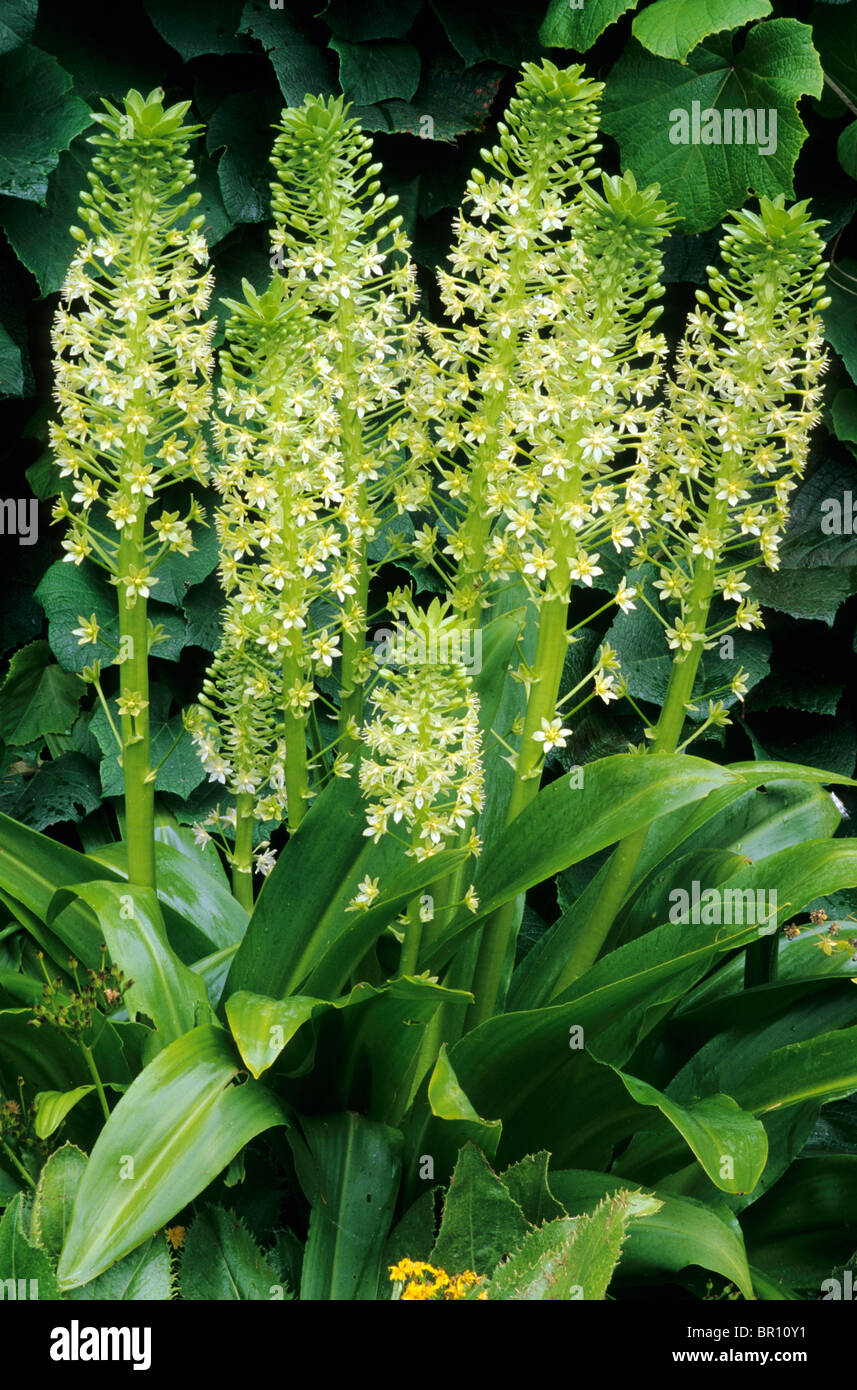 Eucomis pole-evansi, verde fiore bianco fiori piante da giardino piante di fiori di ananas Foto Stock