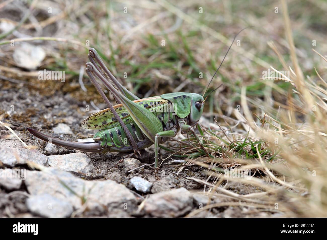 Femmina Wart-Biter (Decticus verrucivorus) Bush Cricket Foto Stock