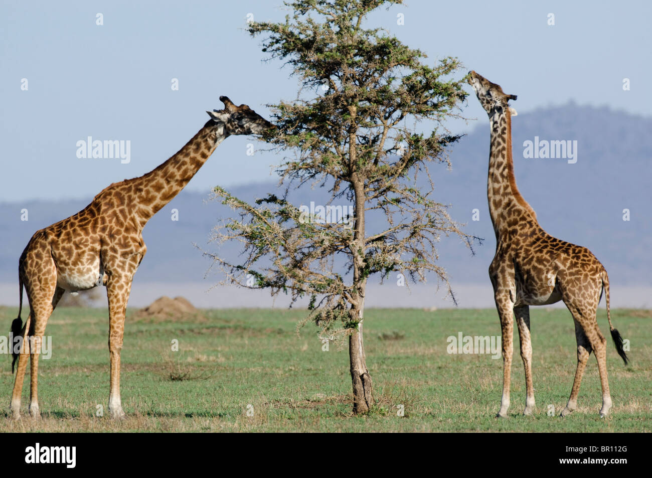 Maasai giraffe di navigazione (Giraffa camelopardalis tippelskirchi), il Parco Nazionale del Serengeti, Tanzania Foto Stock