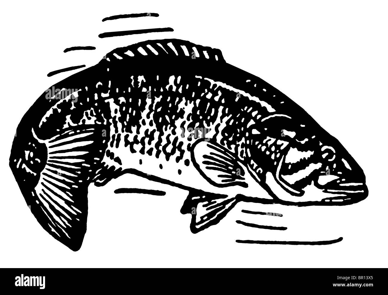 Una versione in bianco e nero di un'illustrazione di un pesce Foto Stock