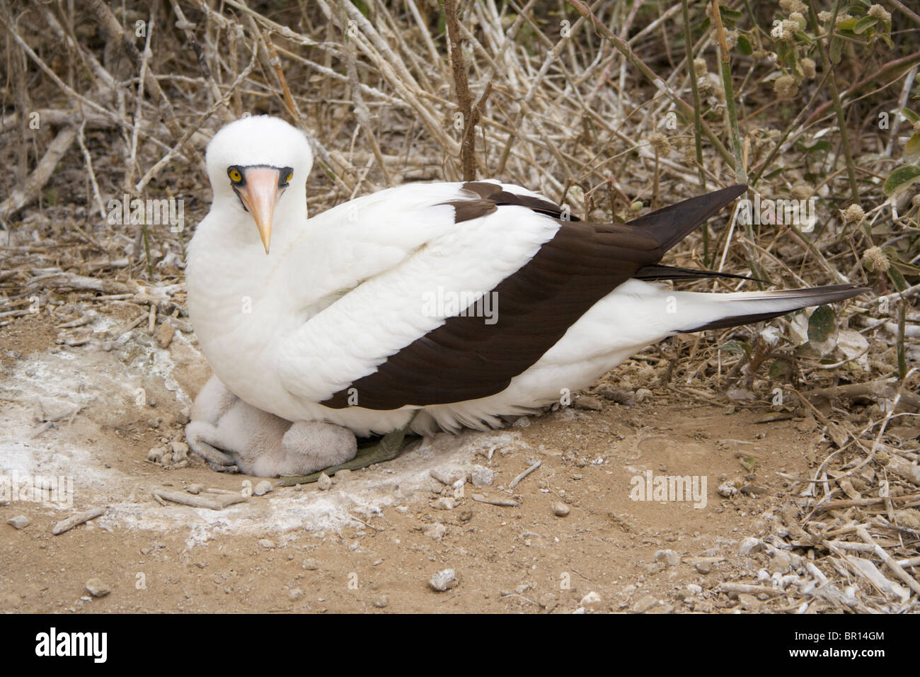 Rosso-footed booby uccello con la sua eleganza, Isla de la Plata isola in Ecuador Foto Stock