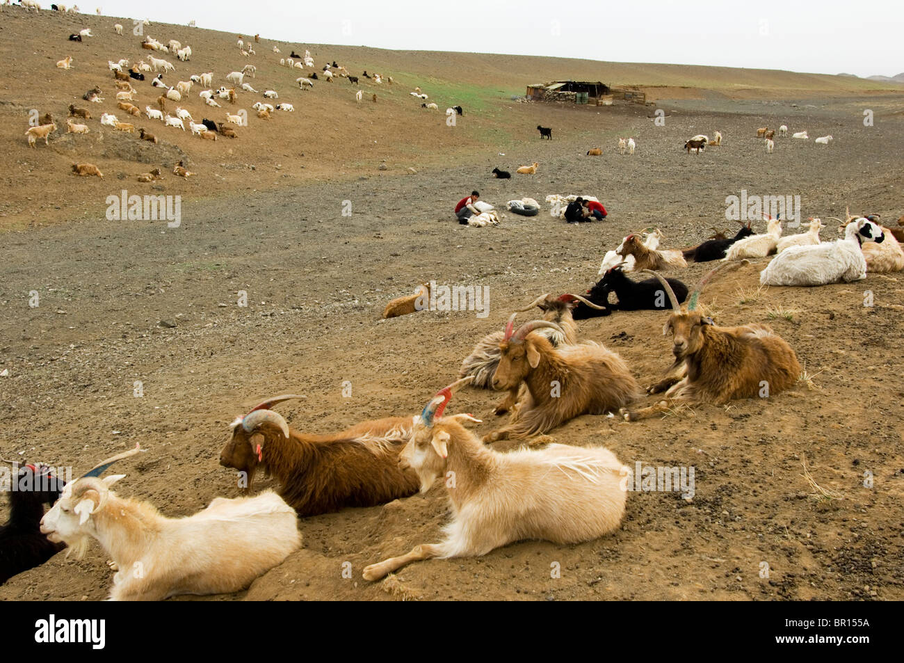 Gobi pastori nomadi, Mongolia Foto Stock