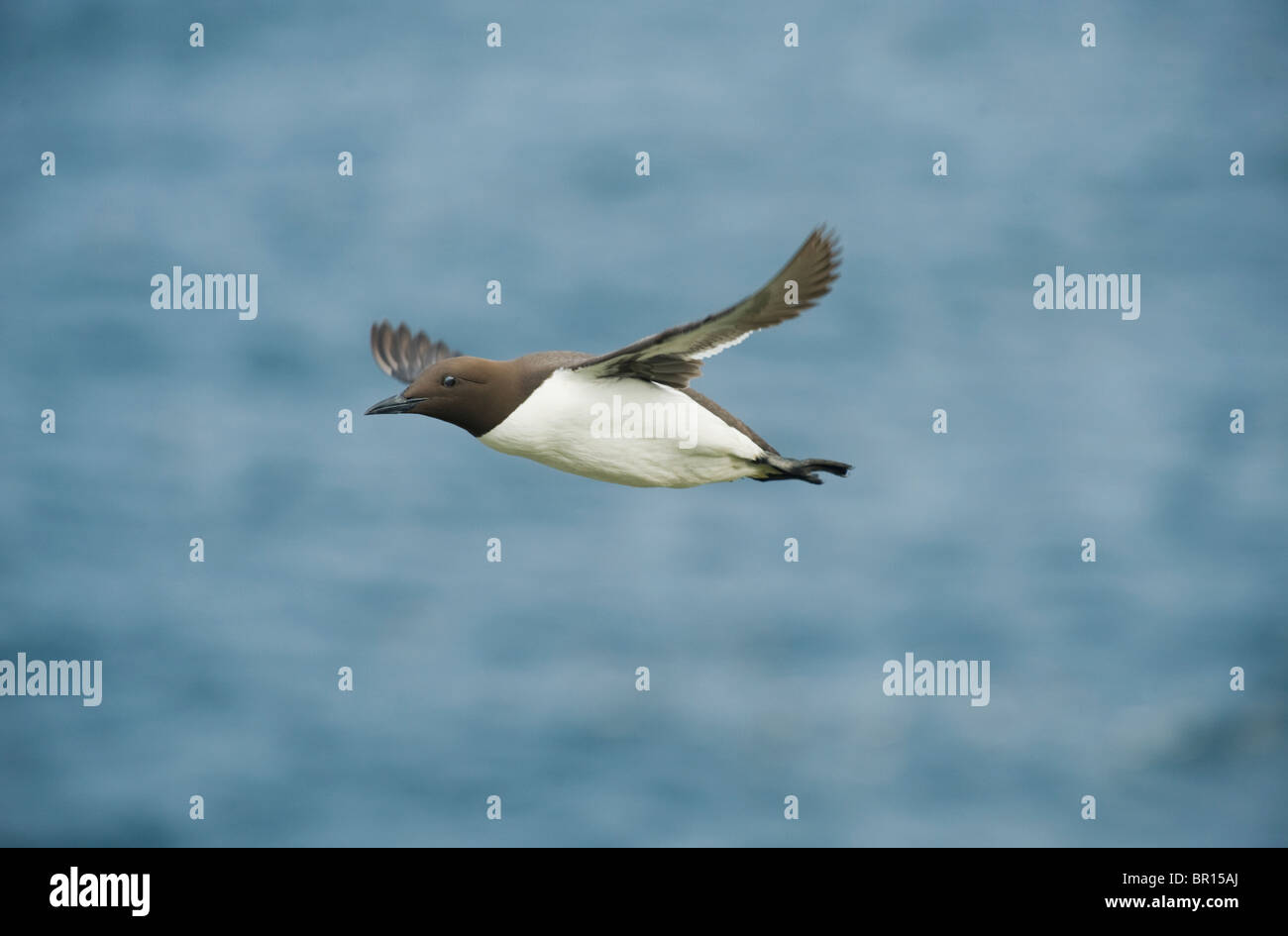 Comune di Guillemot o Murre (Uria aalge) in volo, Isole Saltee, County Wexford, Irlanda Foto Stock