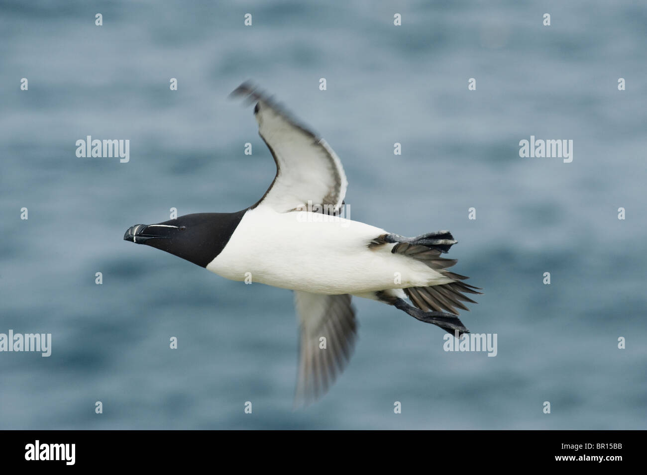 Razorbill (Alca torda) in volo, Isole Saltee, County Wexford, Irlanda Foto Stock