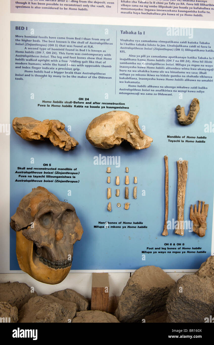 1,75 milioni di anni jawbone Australopithecus fu scoperto nel 1959, replica nel museo a Olduvai Gorge, Conserv Ngorongoro Foto Stock