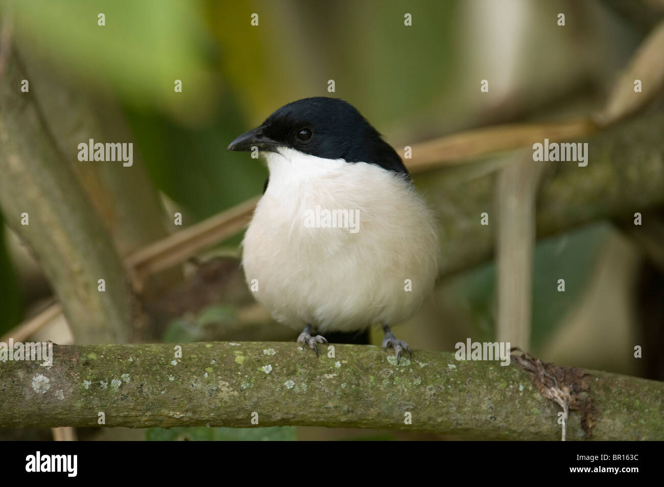 Boubou tropicale (Laniarius aethiopicus), Ngorongoro Conservation Area, Tanzania Foto Stock