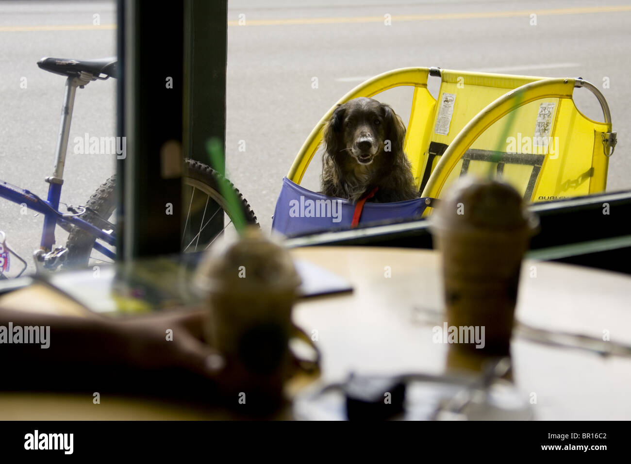 Cane cercando nella finestra del coffee shop, Sun Valley, Idaho Foto Stock