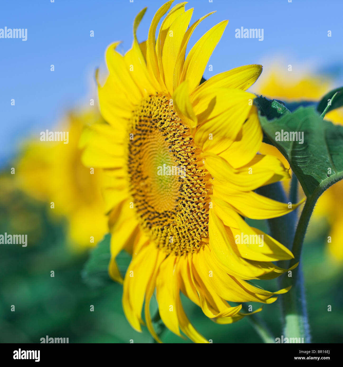 Girasoli contro il cielo blu, Manitoba, Canada Foto Stock