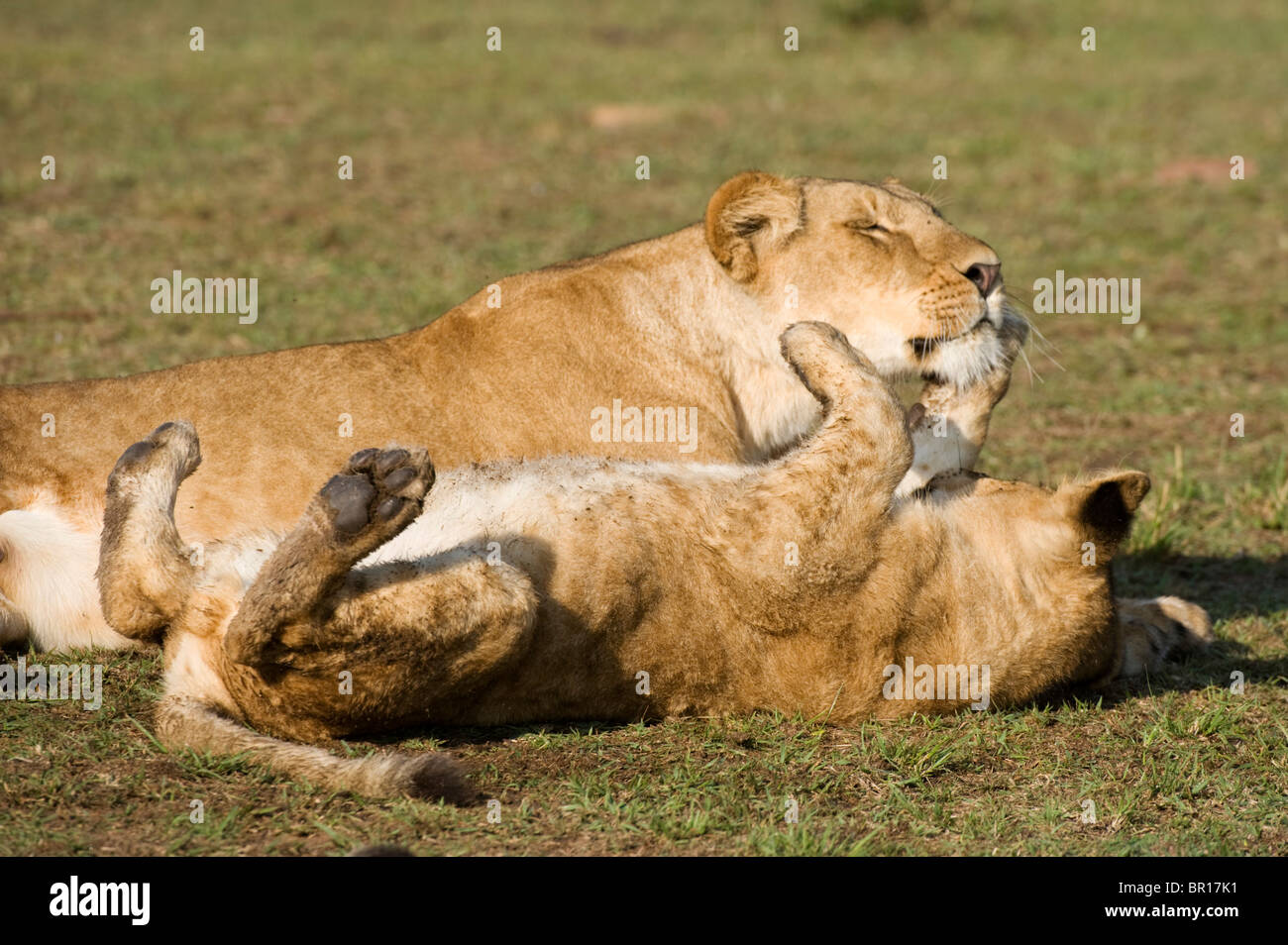 I Lions giocano (Panthero leo), il Parco Nazionale del Serengeti, Tanzania Foto Stock