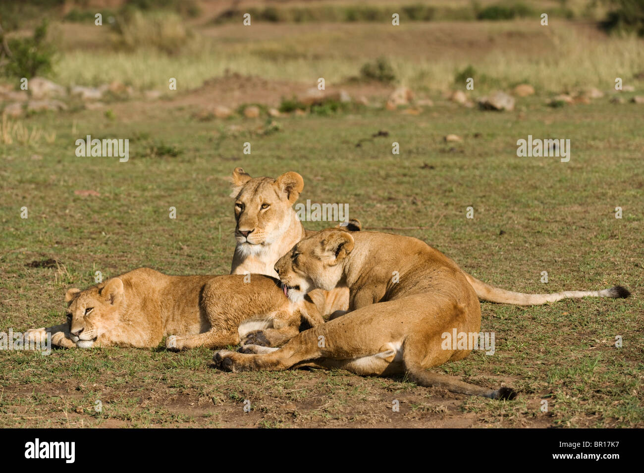 I Lions di toelettatura Panthero (LEO), il Parco Nazionale del Serengeti, Tanzania Foto Stock