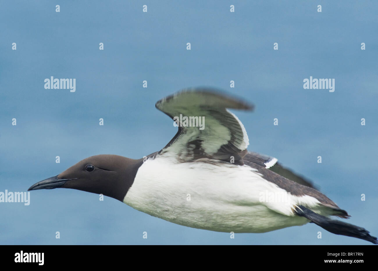 Guillemot Comune o Comune (Murre Uria aalge) in volo, Isole Saltee, County Wexford, Irlanda Foto Stock