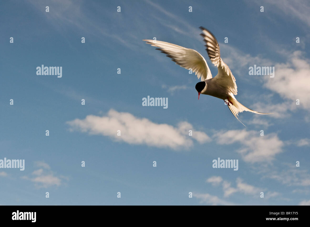 Arctic Tern si prepara a dive bomb una minaccia per il suo nido. Foto Stock