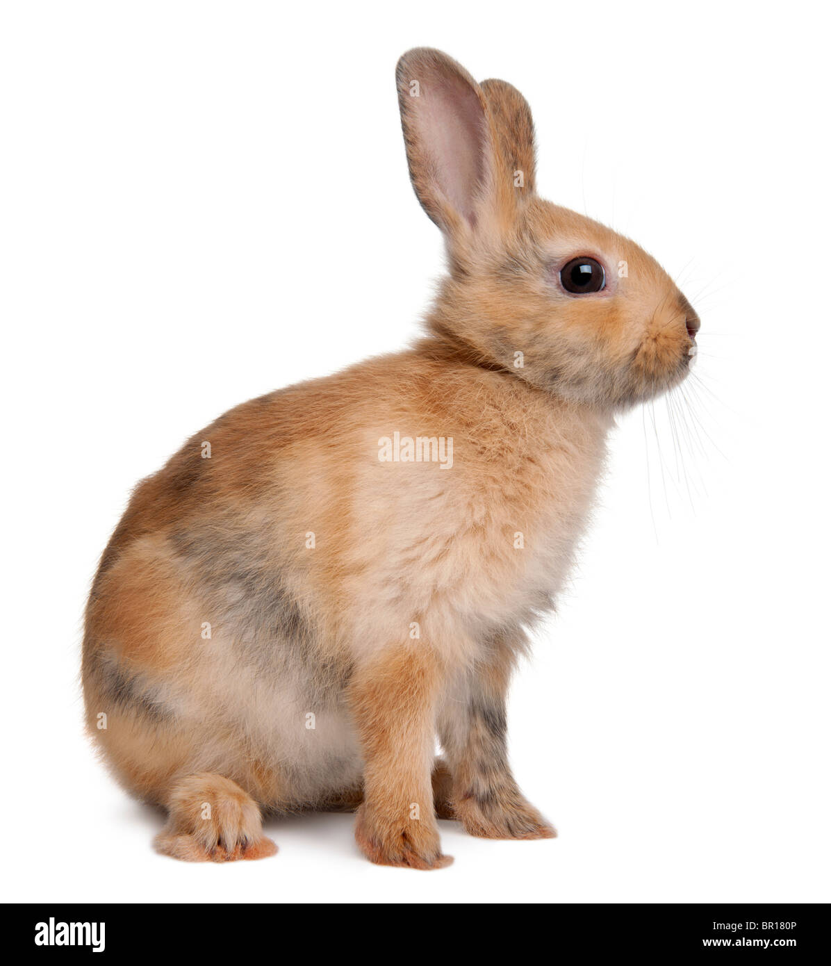 Ritratto di un Coniglio europeo, oryctolagus cuniculus, seduto di fronte a uno sfondo bianco Foto Stock