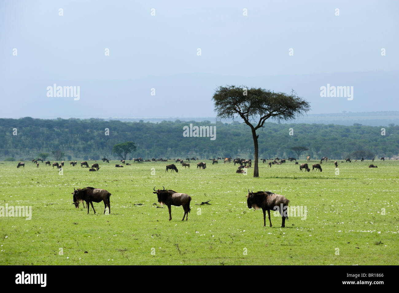 Blue GNU (Connochaetes taurinus), il Parco Nazionale del Serengeti, Tanzania Foto Stock